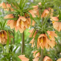 Crown imperial - tidlig fantasi; Imperial fritillary, Kaisers krone