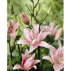 Double Asiatic lily - Elodie - Lilium Asiatic Elodie