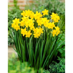 水仙Jonquilla甘さ -  5球根 - Narcissus