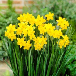 Narcissus Jonquilla Sladkosť - 5 kvetinové cibule