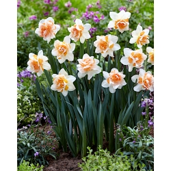 Narcissus Replete - Нарцис Replete - 5 цибулин