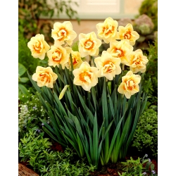 Parade Bunga daffodil Ganda - 5 pcs - 