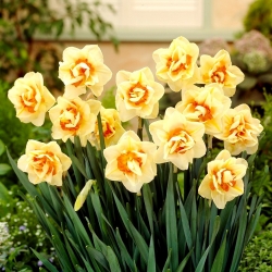 Desfile de flores de narciso doble - 5 piezas