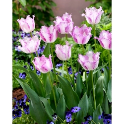 Tulpansläktet Aria Card - paket med 5 stycken - Tulipa Aria Card