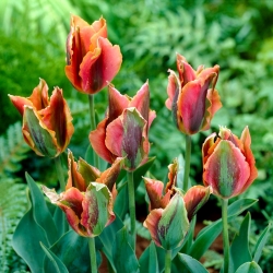 Artista da tulipa - 5 peças - 