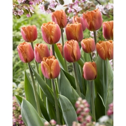 Tulipa Brown Sugar - Tulip Brown Sugar - 5 หลอด