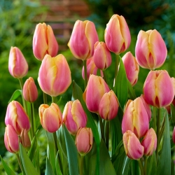 Tulipa Dragon King - Tulip Dragon King - 5 βολβοί
