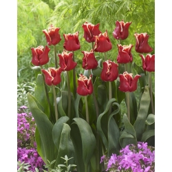 Tulipaner Elegant Crown - pakke med 5 stk - Tulipa Elegant Crown
