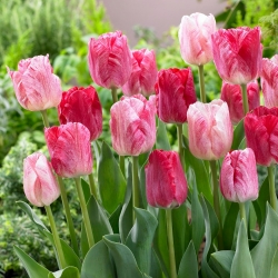 Tulpina hemisphere - 5 buc. - Tulipa Hemisphere