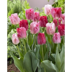 Тюльпан Hemisphere - пакет из 5 штук - Tulipa Hemisphere
