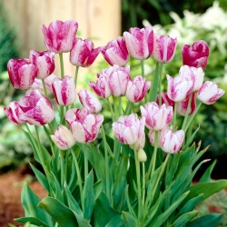 郁金香现代风格 -  5个 - Tulipa Modern Style