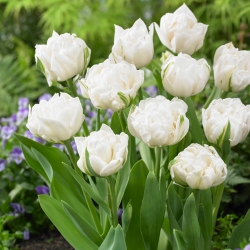 Тюльпан Mount Tacoma - пакет из 5 штук - Tulipa Mount Tacoma