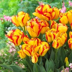 Wabah Tulipa - Wabah Tulip - 5 lampu - Tulipa Outbreak