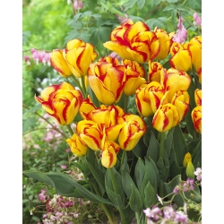 Tulipaner Outbreak - pakke med 5 stk - Tulipa Outbreak