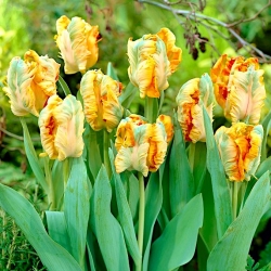 Tulipa Papağan Kralı - Tulip Parrot Kralı - 5 Ampüller - Tulipa Parrot King