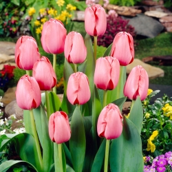 טוליפה ורוד הרושם - טוליפ ורוד Impression - 5 bulbs - Tulipa Pink Impression