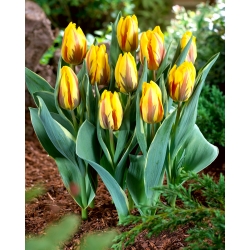Tulipán Ravana - csomag 5 darab - Tulipa Ravana