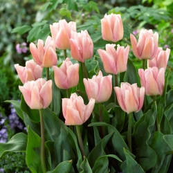 チューリップ歓喜 - チューリップ歓喜 -  5球根 - Tulipa Rejoyce