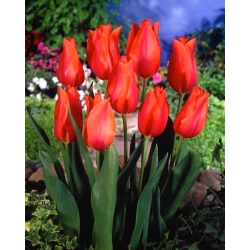 Tulipán Temple of Beauty - csomag 5 darab - Tulipa Temple of Beauty