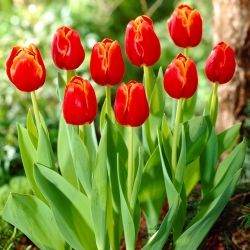 Tulpansläktet Verandi - paket med 5 stycken - Tulipa Verandi