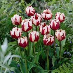 Tulppaanit Zurel - paketti 5 kpl - Tulipa Zurel