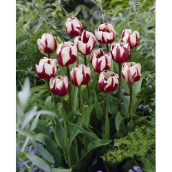 Tulipaner Zurel - pakke med 5 stk - Tulipa Zurel