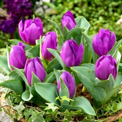 Tulipa 베이비 블루 - 튤립 베이비 블루 - 5 개의 알뿌리 - Tulipa Baby Blue