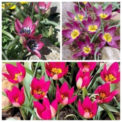 Botanisk tulipan - et sett i nyanser av lilla og rosa - 30 stk - 
