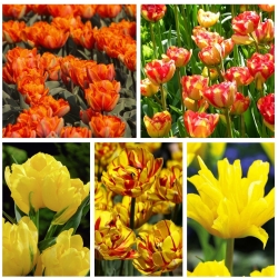 Tulipe à fleurs doubles - Sélection de variétés dans les tons de jaune et orange - 50 pcs - 
