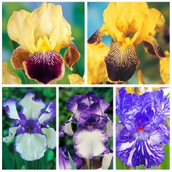 Iris - Pilihan warna ungu - 5 pcs - 