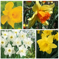 Trumpet daffodil - Seleksi pelbagai - 60 pcs - 
