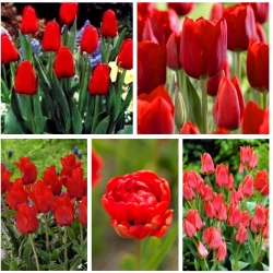 Вибір сортів тюльпанів у червоних відтінках - 200 шт - 