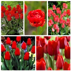 Pemilihan pelbagai Tulip dalam warna merah - 50 pcs - 