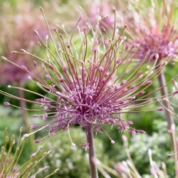 Dekoratív fokhagyma - Schubertii -  Allium Schubertii