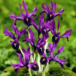 Kevätkurjenmiekka - George - paketti 10 kpl - Iris reticulata
