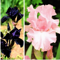Iris - kontras hitam dan merah muda - 10 pcs - 