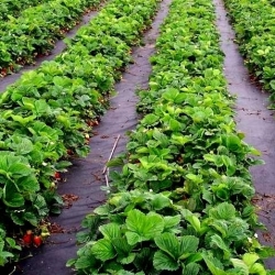 Zwart anti-onkruidvlies (agrotextiel) - voor het mulchen van aardbeien en wilde aardbeien - 1,60 x 5,00 m - 