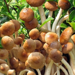 Гриби тополі; оксамит pioppini, Yanagi-matsutake - Agrocybe aegerita