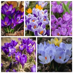Crocus - una serie di varietà a fiori blu e viola - 200 pezzi - 