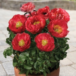 Pioenroos - Patio Moscow - gepotte - Paeonia