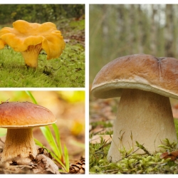 Skup hrastovih i bukovih gljiva - 3 vrste - micelij - 