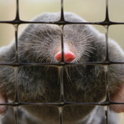 Mole netting - for a mole free lawn - 1.00 x 10.00 m