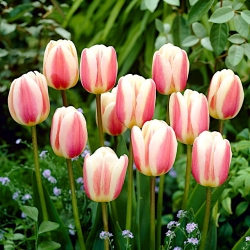 Туліпа Красивий Світ - Тюльпан Красивий Світ - 5 цибулин - Tulipa Beau Monde