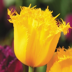 Тюльпан Hamilton - пакет из 5 штук - Tulipa Hamilton