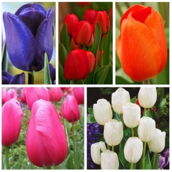 Tulipán Triumph - Un conjunto de colores primarios - 50 uds. - 