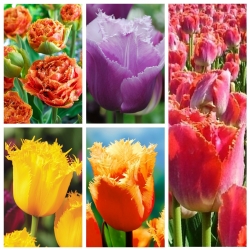 Fringed (crispa) tulipán - A legvonzóbb fajták halmaza - 50 db - 