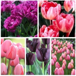 Tulip untuk memotong bunga - Pemilihan varieti dalam warna ungu dan merah jambu - 50 pcs - 