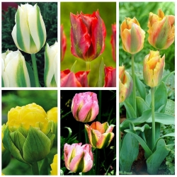 Zöld tulipán - Rendkívüli fajták kiválasztása - 50 db.