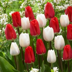 Білі та червоні тюльпани - великий пакет! - 50 шт - 
