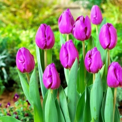 Tulipa Negrita - Tulpe Negrita - 5 Zwiebeln
